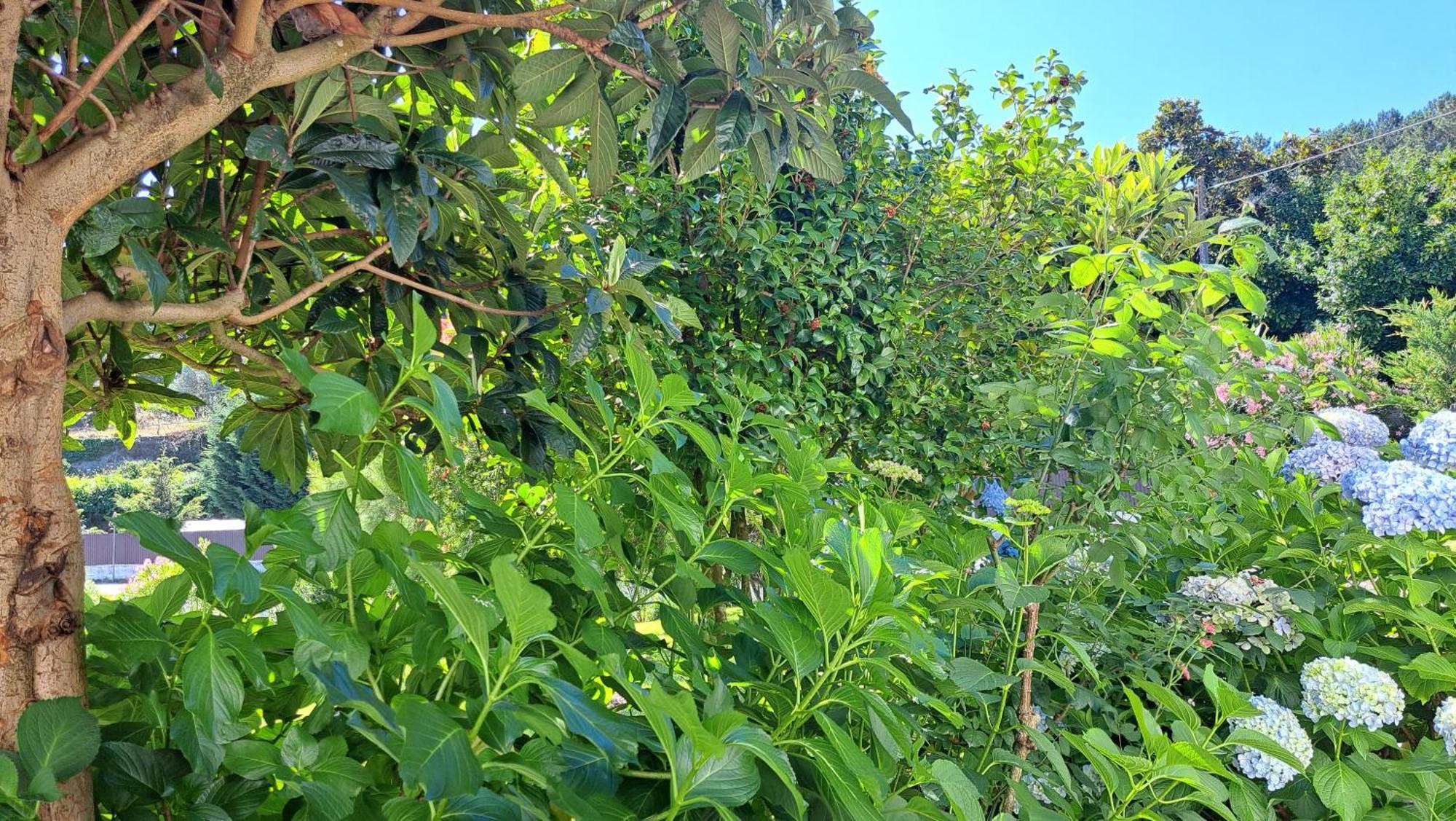 בית הארחה São Pedro do Sul 	Casa Pinho מראה חיצוני תמונה